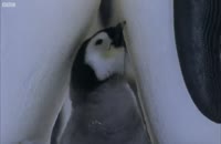 تصاویری زیبا از پنگوئن های زیبای قطب