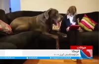 ویدئو جال سگ بزرگ