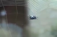 شاهکار مهندسی ساخت تار عنکبوت
