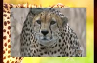 ناب ترین صحنه های شکار یوزپلنگ، فراری حیات وحش