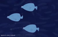 دسته های بزرگ ماهی چگونه به صورت هماهنگ شنا می کنند؟