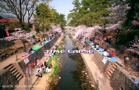 شکوفه های زیبا در کشور ژاپن