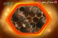 ویدیو فوق العاده و بسیار جذاب زنبور عسل