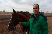 دلیل نجابت اسب ها - طبیعت زیبای کرمان - حسن ریوندی