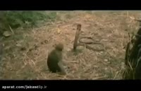 درگیری جالب و خطرناک مار با میمون