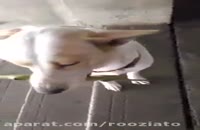 سگ ولگردی که در قبال دریافت غذا به مردم هدیه می دهد