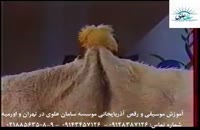 آموزش موسیقی و رقص آذربایجانی موسسه سامان علوی در تهران و اورمیه 81